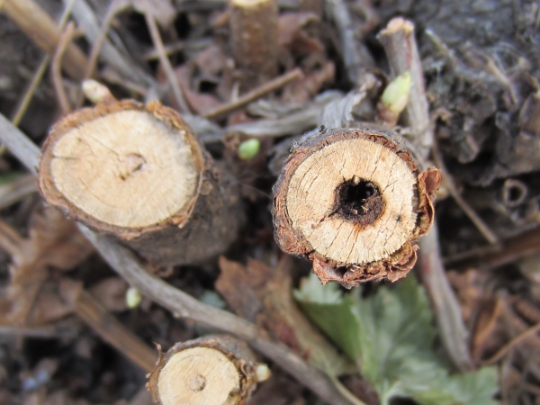  Die befallenen Triebe werden zunächst entfernt, so dass in 2 cm Länge ein gesunder Holzstumpf verbleibt