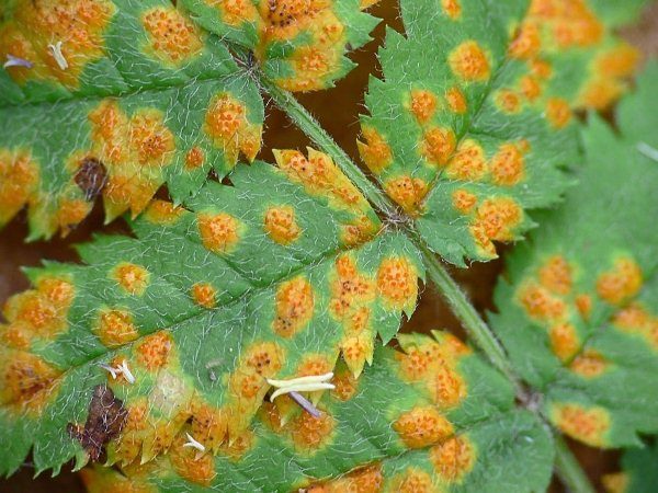  Orange Fleck auf Maak-Vogelkirschblättern