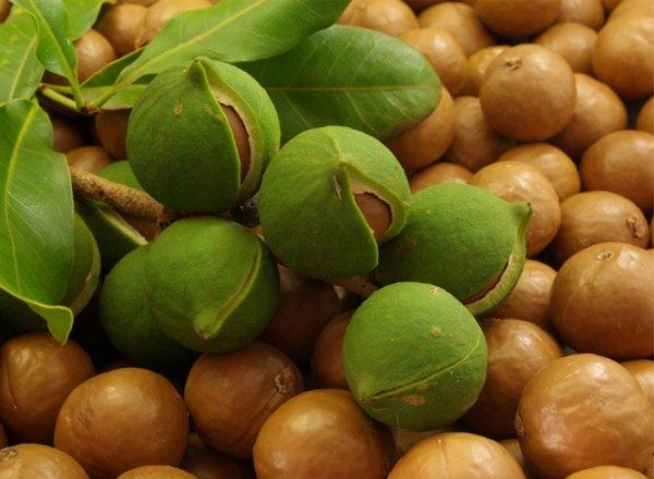  Noix de macadamia