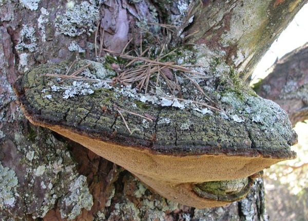  Das Vorhandensein großer Pilze an der Basis der Vogelkirsche zeigt die Entwicklung der Braunfäule der Baumwurzeln an.