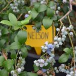  Später hoher Blaubeer Nelson