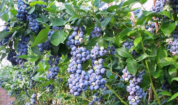  Garten Blaubeeren