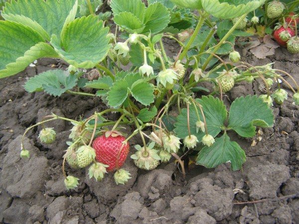  Zenga Zengana aux fraises et aux baies vertes et mûres