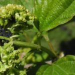  Blattläuse der Hauptschädling von Viburnum Buldenezh