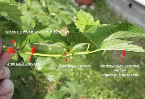  Regeln schneiden Stecklinge Viburnum