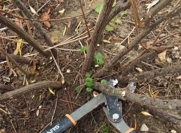  Comment rajeunir le vieux buisson de groseilles noires et rouges: objectifs d'élagage et procédure pas à pas