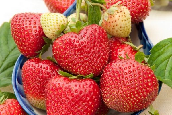  Fraises de Kimberley