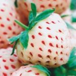  Erdbeere Pineberry