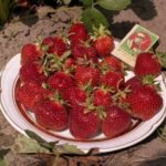  Totem de jardin aux fraises