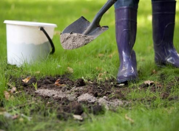  Im Herbst werden sie mit komplexen Düngemitteln und im Frühjahr mit Stickstoffdünger gedüngt und am besten mit Humus gemulcht.