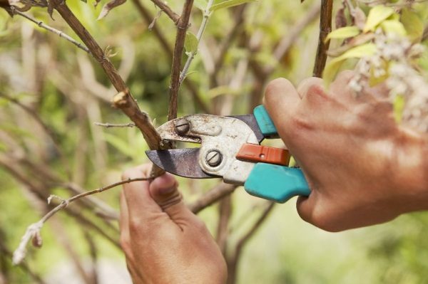  Une plante adulte a besoin d'un éclaircissage périodique de la couronne