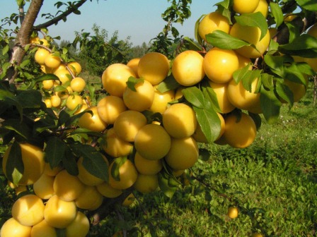  Reife Kirschpflaumen auf dem Busch, bereit zu ernten