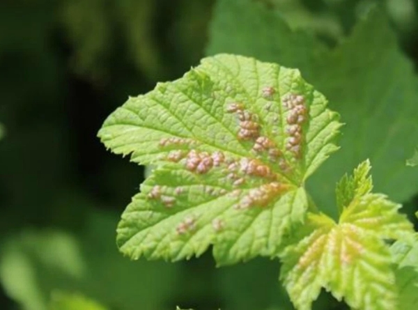  Um Anthracnose zu bekämpfen, müssen Sie Johannisbeersträucher mit Fitosporin, Previkur, Acrobat, Ridomil besprühen