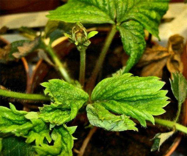  Tétranyque sur des feuilles de fraise