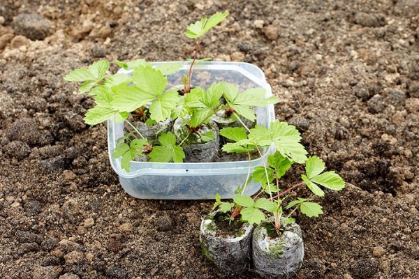  Das Pflanzen von Beerensträuchern im Herbst hat Vorteile gegenüber dem Frühling, es gibt jedoch auch Nachteile