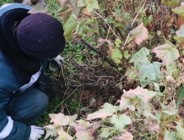  La taille des raisins doit être effectuée chaque année, toujours en automne et au printemps.