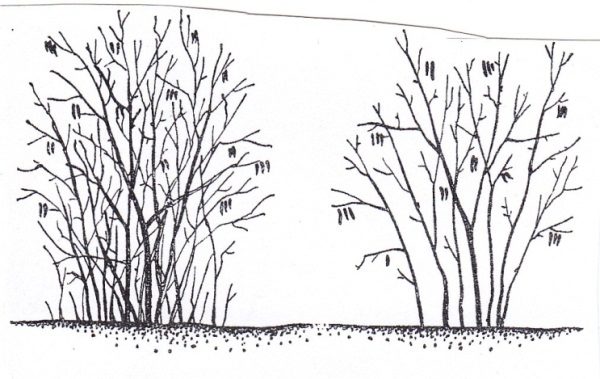  Haselnuss-Trimmschema: links - vor dem Trimmen, rechts - nach dem Trimmen