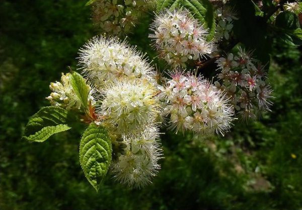  Prunus Maak