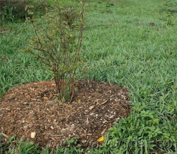  Mulchen pristvolnyh Kreise in der Schwarzen Johannisbeere nach dem Herbstpflanzen