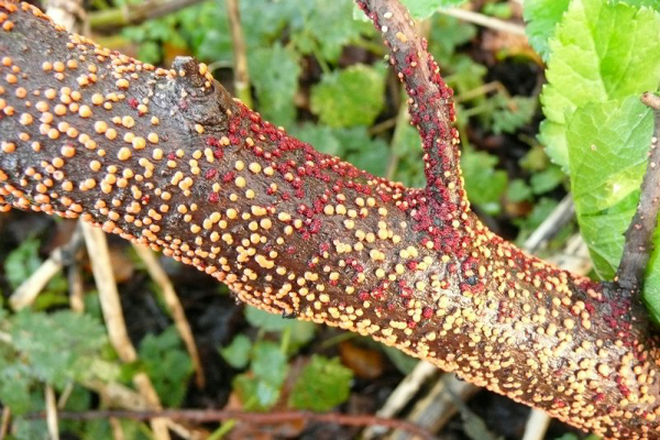  Le séchage nectarique des pousses est traité en taillant les branches infectées et en les brûlant, les sections sont désinfectées avec une bouillie bordelaise