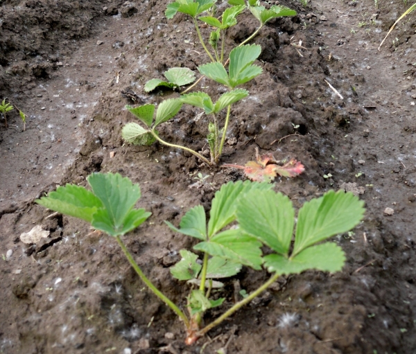  Erdbeeren können jederzeit gepflanzt werden - im Herbst oder Frühling - der Strauch wird Wurzeln schlagen und sogar Beeren geben