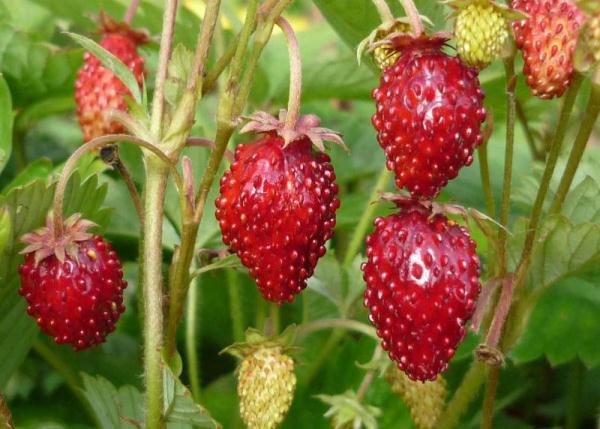  Fraises de rééducation