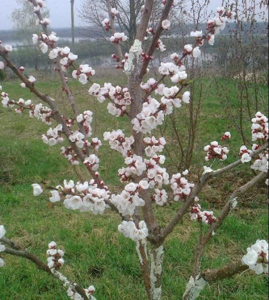  Triumph des Nordens in voller Blüte