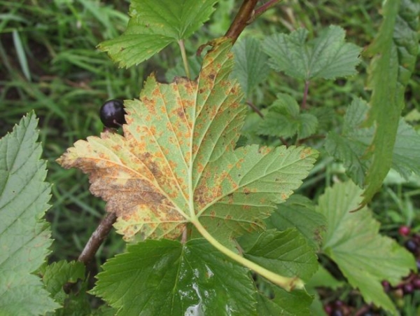  Schwere Krankheiten und Schädlinge von Johannisbeeren, Behandlung und Vorbeugung