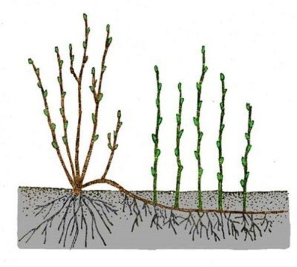  Zuchtschema der Viburnum-Schichtung