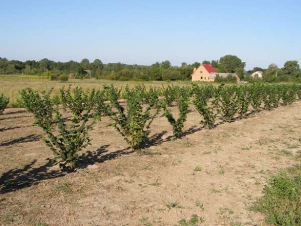  La plantation de noisettes est préférable à l'automne