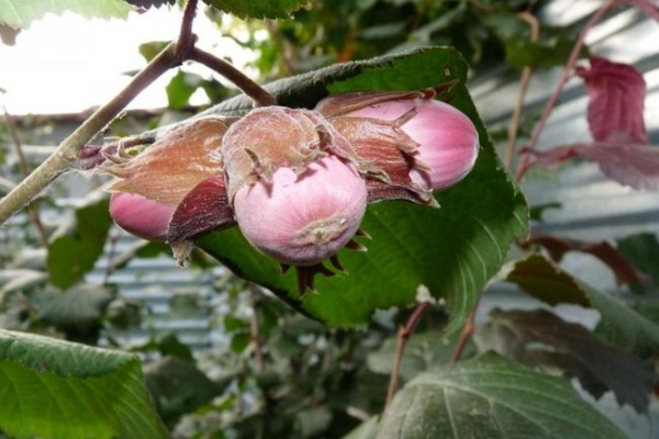  La noisette est une source d'un grand nombre de substances utiles, est utilisé en médecine traditionnelle