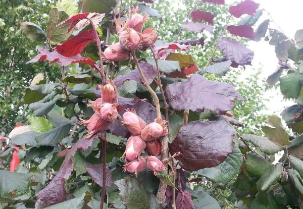  Krasnolistnaya Hazel - habitant de la forêt de la Russie centrale