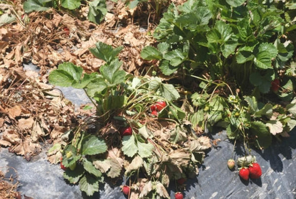  Fraises fanées Fusarium