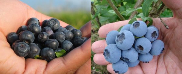  Der Unterschied zwischen Blaubeeren und Blaubeeren