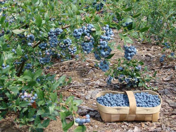  Wachsende Gartenblaubeeren