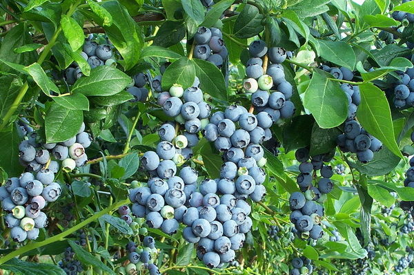  Garten Blaubeeren