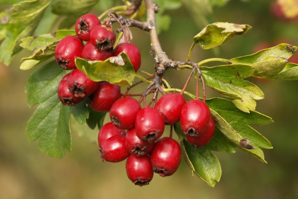  Les fruits, les feuilles, les fleurs et l’écorce d’aubépine sont récoltés par temps sec. Les matières premières sont stockées jusqu’à 2 ans.