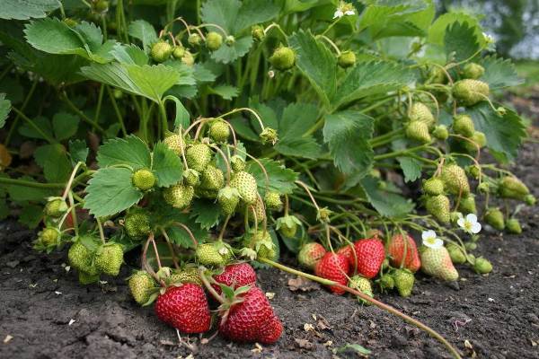  Buissons de fraises aux baies vertes et mûries