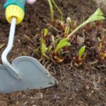  Lockerung des Bodens unter den Büschen von Gartenerdbeeren