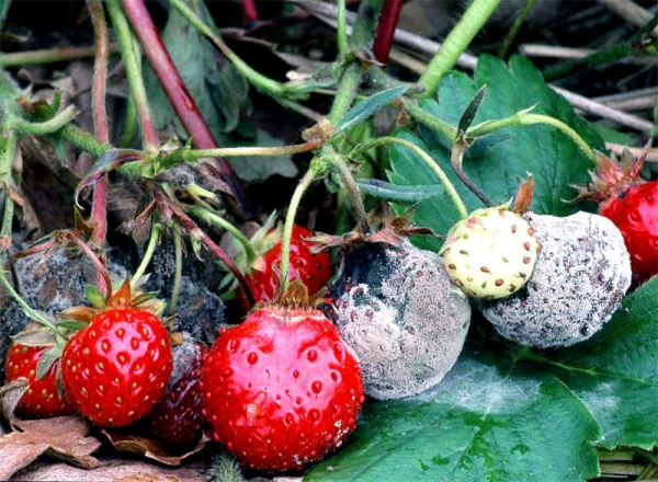  Erkrankungen der Erdbeer-Gigantella: Schwarz- und Graufäule, Braun- und Weißfleck, Phytosporose und Fusarienschwellung