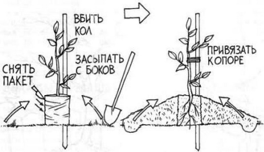  Modèle de plantation de pêcher