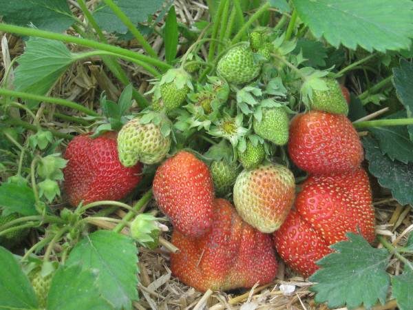  Bush-Erdbeere Elizabeth 2 mit grünen Beeren