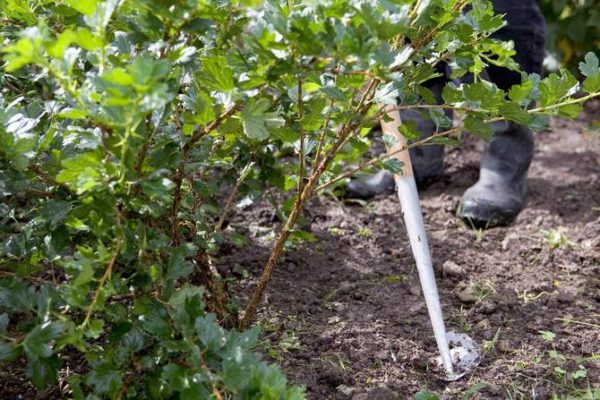  Pflegeverfahren für Stachelbeeren: Tränken und Mulchen