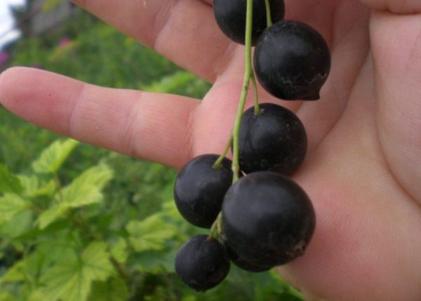  Schwarze Johannisbeere Große Litvinova