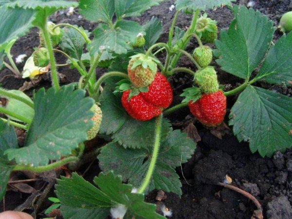  Festival Strawberry Bush