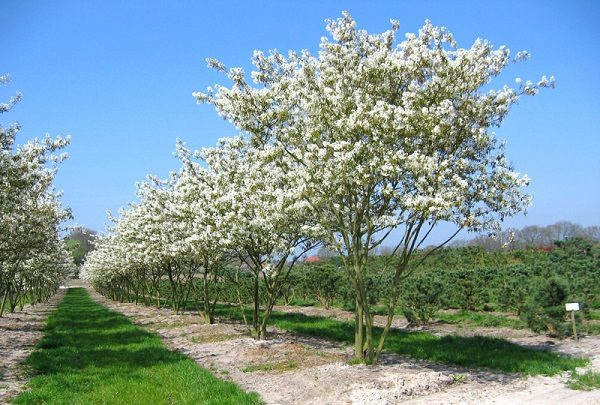  Variété de crevettes canadiennes Linez