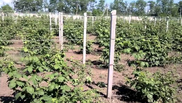  Einstreifengitter auf der Brombeerplantage