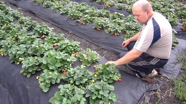  Anbau von Erdbeeren Elizabeth 2 unter dem Film