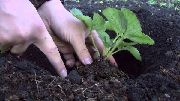  Le meilleur moment pour planter les fraises Zenga Zengana est le début du printemps ou la fin de l'été - le début de l'automne