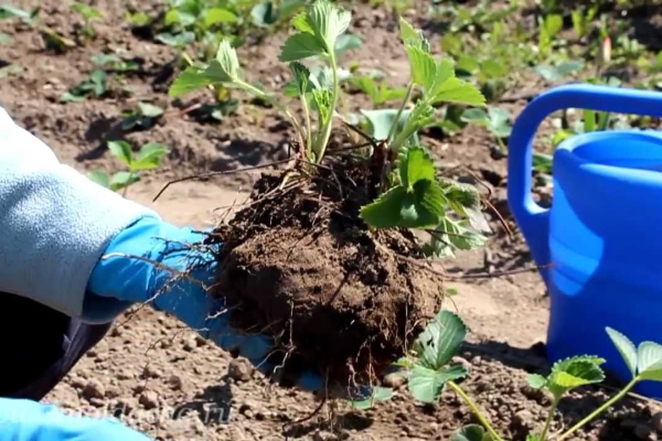  Um Gartenerdbeeren zu verpflanzen, gießen Sie sie, schneiden Sie einen Erdklumpen mit einem Busch und bringen Sie ihn an einen neuen Ort.